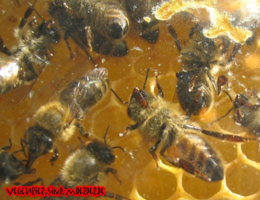 Bienen, Opder der Vegetarier